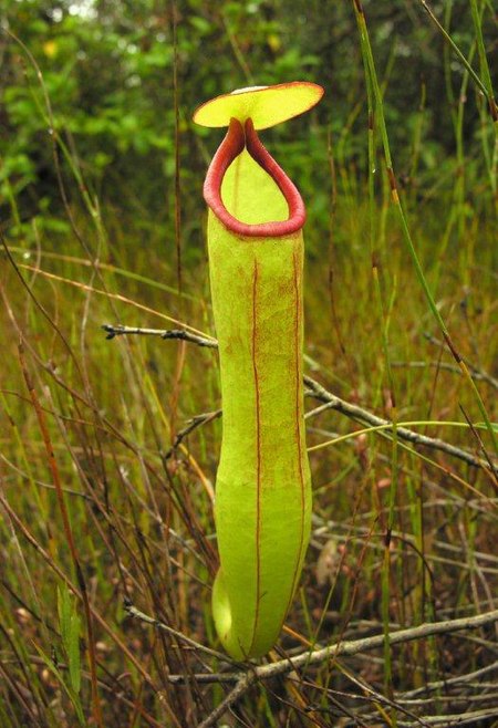 Nepenthes kampotiana1.jpg