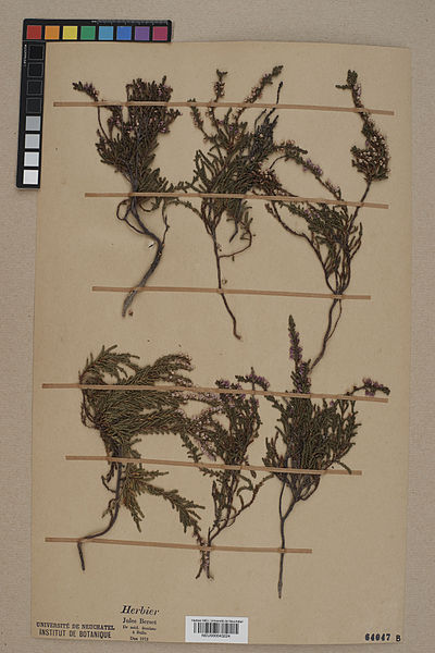 File:Neuchâtel Herbarium - Calluna vulgaris - NEU000043224.jpg