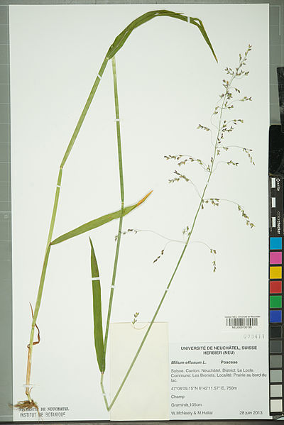 File:Neuchâtel Herbarium - Milium effusum - NEU000100195.jpg