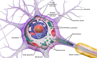 <span class="mw-page-title-main">Brain cell</span> Functional tissue of the brain