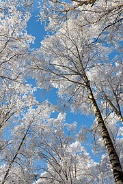 New snow on birch crowns in Tuntorp