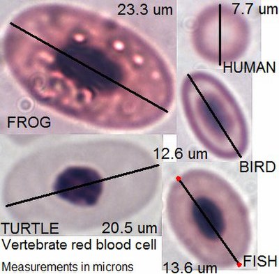 Vertebrate red blood cell types, measurements in micrometers