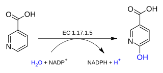 <span class="mw-page-title-main">Nicotinate dehydrogenase</span> Class of enzymes