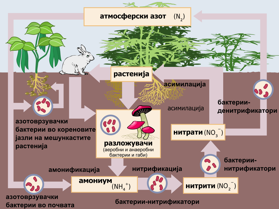 Врзување на азотот