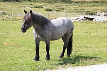 Noriker horse in Salzburg (state) 3336.jpg