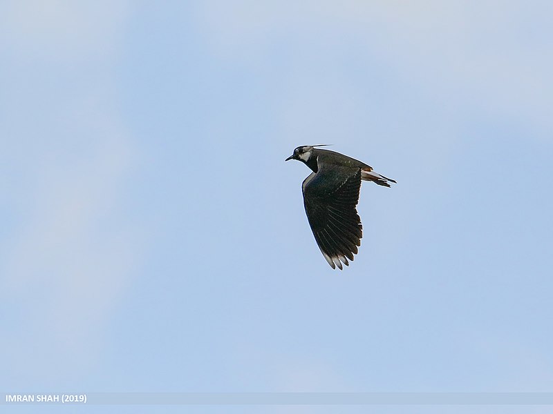 File:Northern Lapwing (Vanellus vanellus) (32823202087).jpg