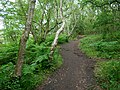 Withybed Wood on Hengistbury Head.