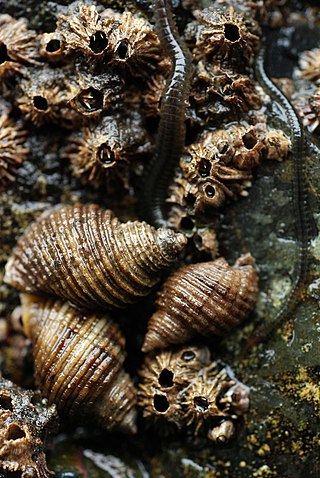<i>Semibalanus</i> Genus of barnacles