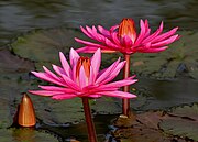 Nymphaea pubescens (Indian red water lily), Hyderabad, India - 20090613-02.jpg
