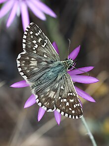 Oberthür's Grizzled Skipper (29030256275).jpg