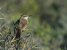 Ochetorhynchus phoenicurus - лентов опашка Earthcreeper.jpg