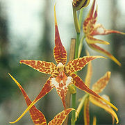 Odontoglossum cordatum Rhynchostele cordata