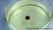 Datei:Oil adsorbing abilities of the Floating Fern Salvinia molesta - © W. Barthlott & M. Mail (Univ. Bonn).webm