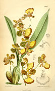 Oncidium praetextum Gomesa praetexta