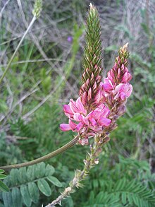 Onobrychis viciifolia соцветия 11 сәуір 2009 CampoCalatrava.jpg