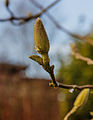 Ontdooiende beijzelde bloemknop van Magnolia. Locatie, Tuinreservaat Jonkervallei 01.jpg