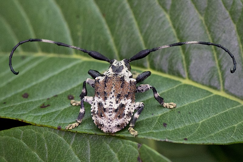 File:Onychocerus albitarsis Antonio L. S. Amaral.jpg