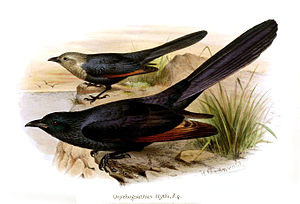 Somali Starling