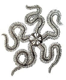 Ernst Haeckel's drawing of a brittle star showing spines and articulated arms OphiureHaeckel Ophiothrix fragilis.jpg