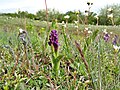 image=https://commons.wikimedia.org/wiki/File:Orchis_morio_Wiese.jpg