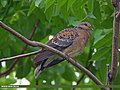 Oriental Turtle Dove (Streptopelia orientalis) (28495016911).jpg
