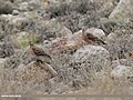 Oriental Turtle Dove (Streptopelia orientalis) (44240455984).jpg