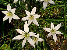 Cibulnaté a hlíznaté květiny – Wikipedie