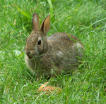 Oryctolagus-cuniculus-and-carrot.png