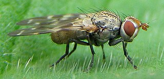 <i>Otites guttatus</i> Species of fly