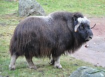 Muskox, an Arctic mammal of the family Bovidae, successfully reintroduced to the Taymyr Peninsula region in 1975