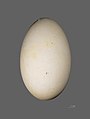 Egg of southern giant petrel