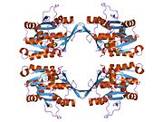 1nbi: Structure of R175K mutated glycine N-methyltransferase complexed with S-adenosylmethionine, R175K:SAM.