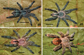 Descrição da imagem juvenil de Pachistopelma rufonigrum - ZooKeys-230-001-g008.png.