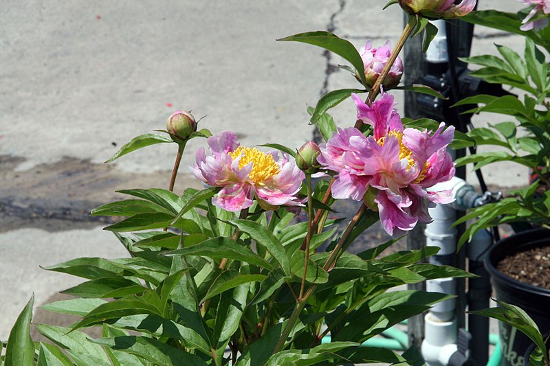 File:Paeonia Sweet Marjorie 2zz.jpg