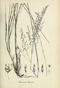 Typart Apochloa lorea