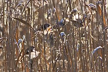 Flock in the species' typical reed bed habitat during winter in Finland, the northernmost part of its distribution Panurus biarmicus flock.jpg