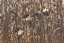 Panurus biarmicus flock.jpg