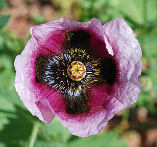 <i>Papaver setigerum</i> Species of flowering plant in the poppy family Papaveraceae