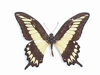 Papilio ornythion mâle