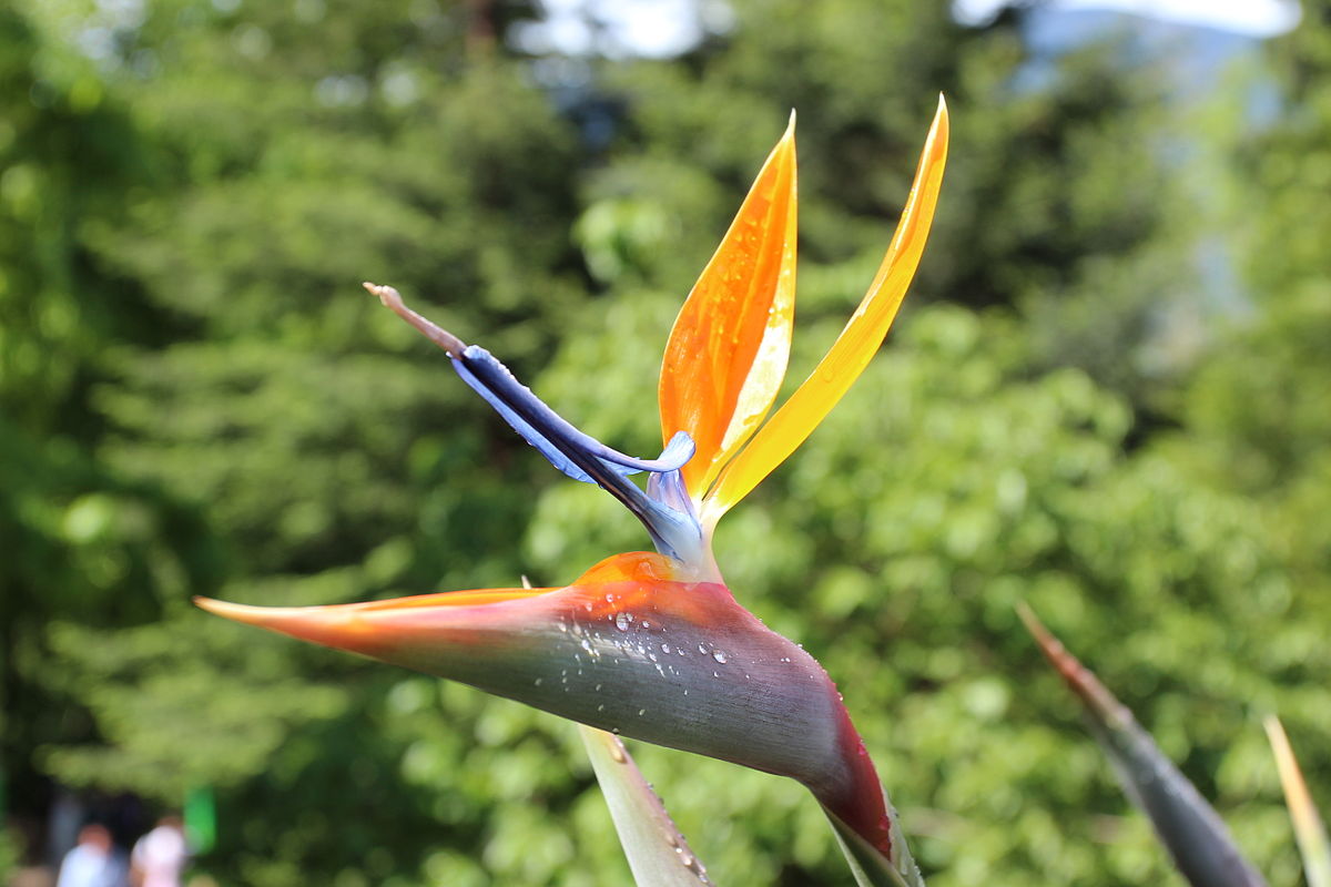 Strelitzia Reginae Wikipédia