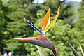 Paradiesvogelblume - Strelitzia reginae.JPG