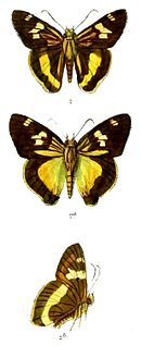 <i>Hasora schoenherr</i> Species of butterfly