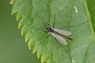 <i>Paratendipes albimanus</i> Species of fly
