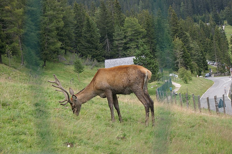 File:Parco di Paneveggio.jpg