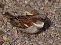 This male House Sparrow is camouflaged among the pebbles