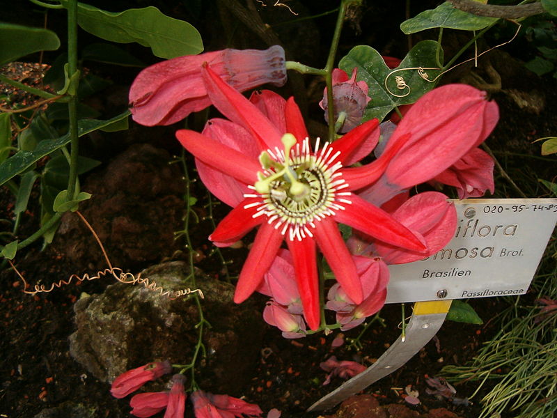 File:Passiflora racemosa InflorescenceFlowers BotGardBln0806b.JPG