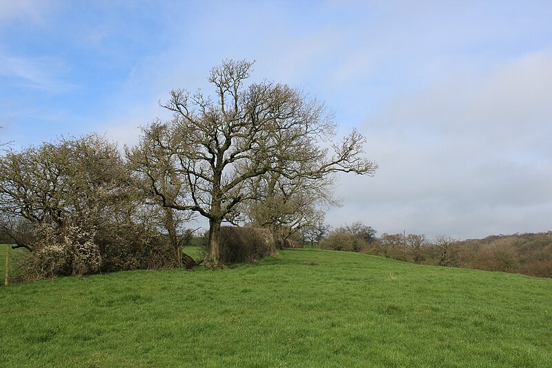 File:Pasture to the East of Alston Hall - geograph.org.uk - 6093249.jpg