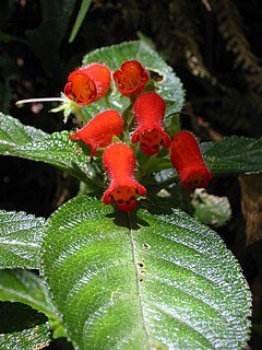 <i>Pearcea</i> Genus of flowering plants