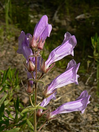 <i>Penstemon fruticosus</i> Species of shrub