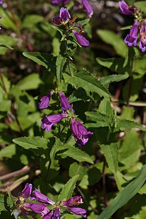 <i>Penstemon serrulatus</i>